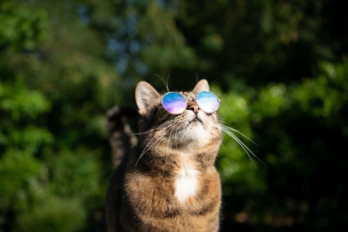 7 astuces efficaces pour garder votre chat au frais pendant l’été