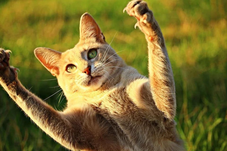 Pourquoi les chats enfoncent leurs pattes ?