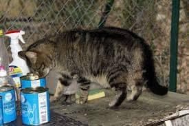 Pourquoi les chats aiment la javel ?