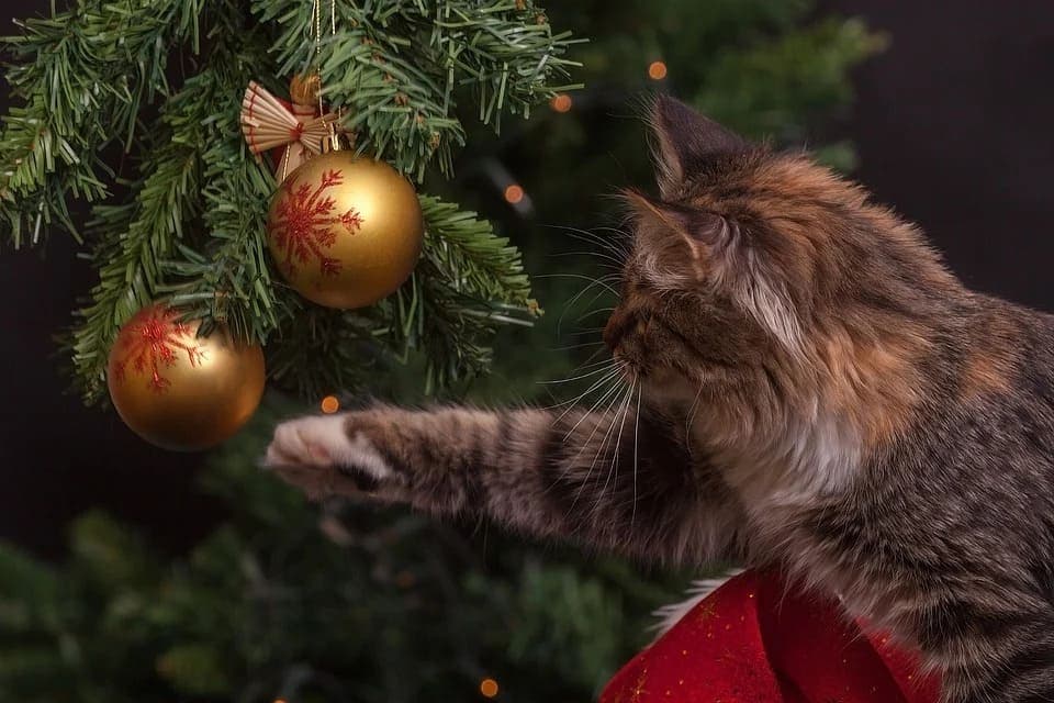 Pourquoi les chats adorent sapins de Noel ?
