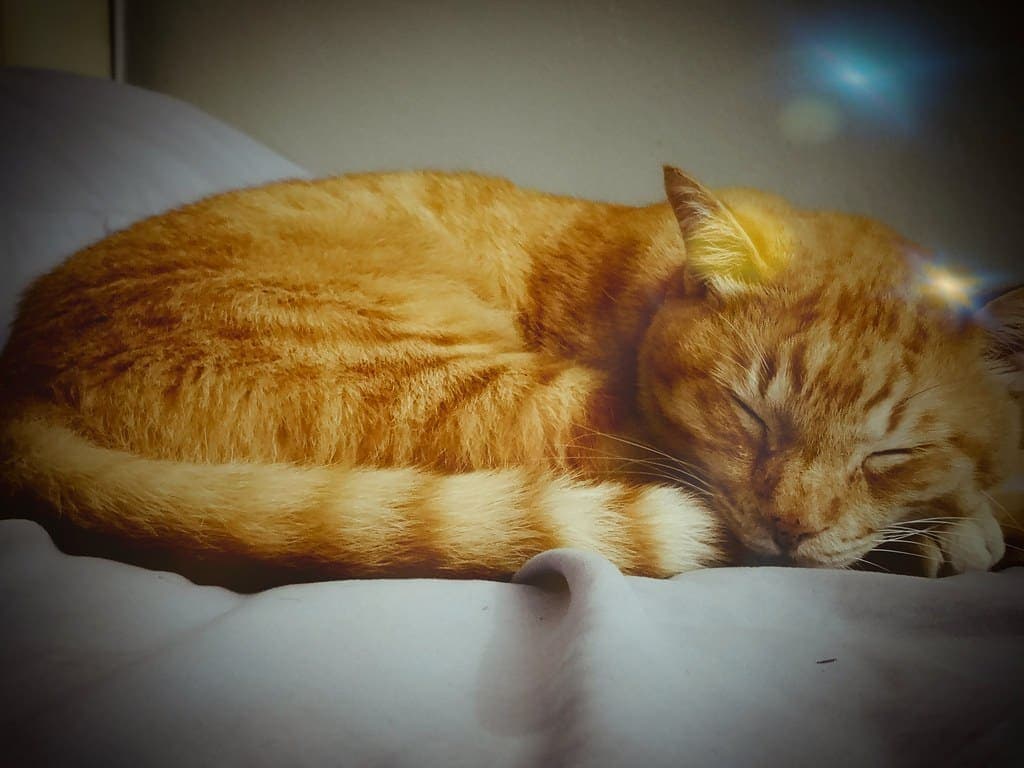 Chat qui a une gêne dans la gorge : Quelle cause et que faire ?