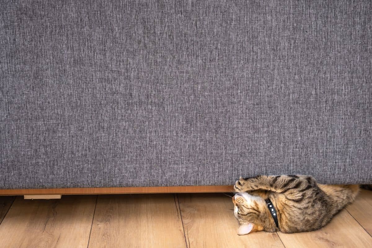 Votre chat griffe le canapé ? Découvrez les solutions innovantes proposées par ces chercheurs pour l’en empêcher !