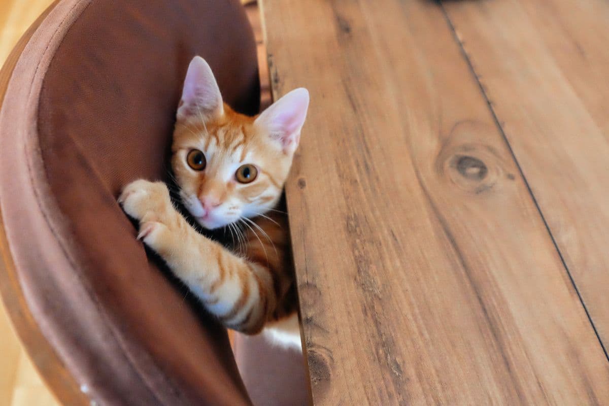 Comment stopper votre chat de détruire vos meubles ? Découvrez ces techniques infaillibles!