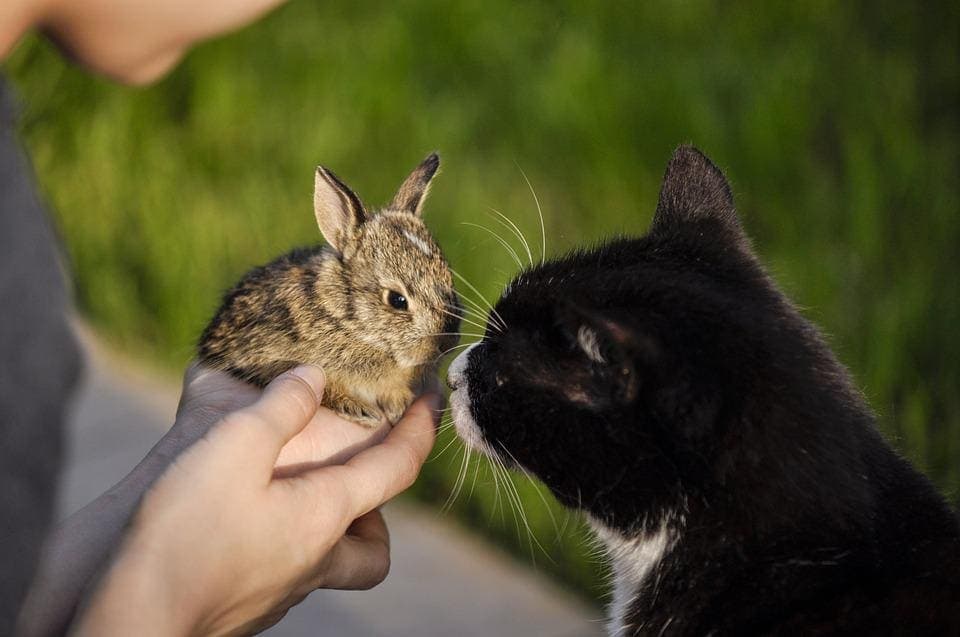 Chat et lapin nain: Comment assurer leur entente?