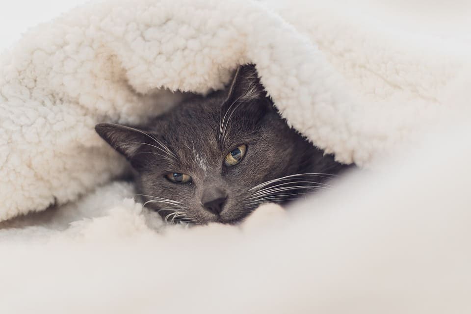 Un chat peut-il mourir de froid ?