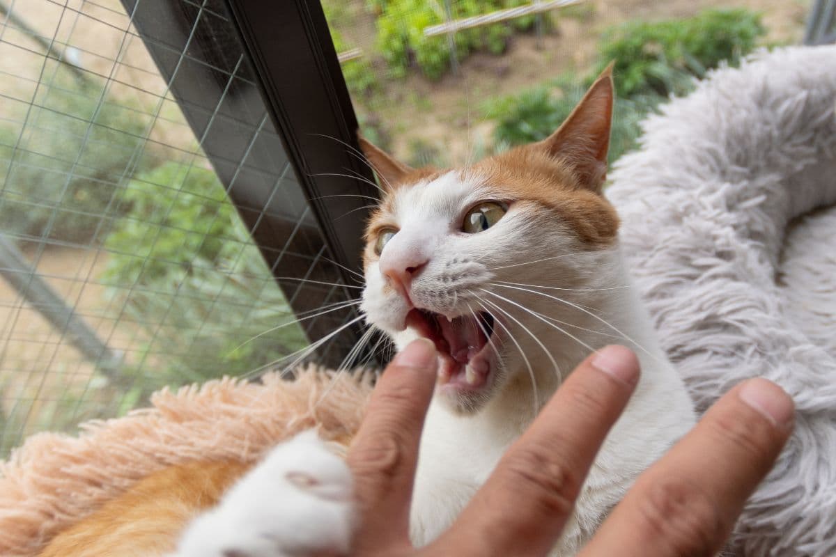 Pourquoi votre chat vous mord-il ? Les raisons surprenantes derrière ce comportement !