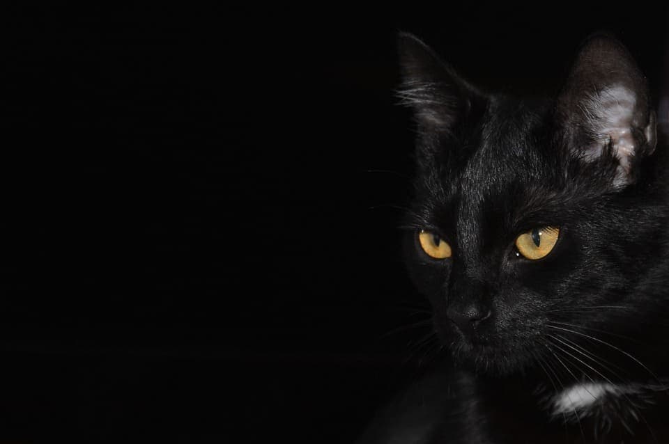 Le chat noir porte-il bonheur ?