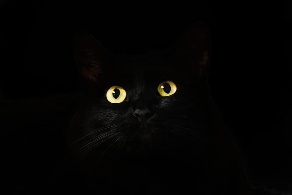 Pourquoi les chats noirs portent malheur d’après la superstition ?