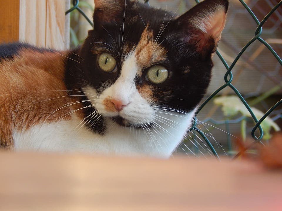 Chat noir et roux : Les races et tout ce qu’il faut savoir