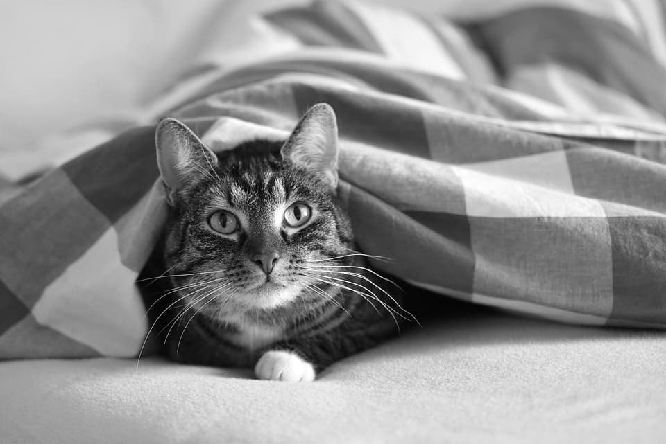 Chat noir tigré : Tout ce qu’il faut savoir