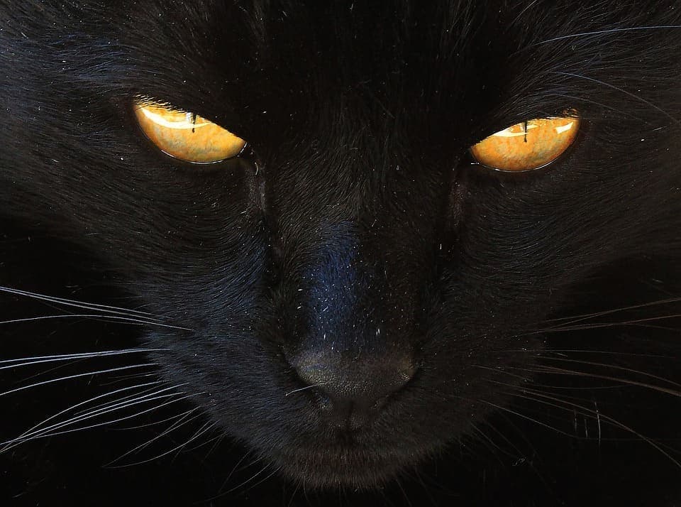 Chat noir aux yeux jaunes : Tout ce qu’il faut savoir