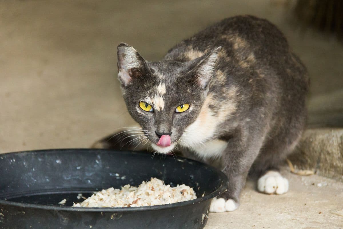 Que donner à manger à votre chat quand vous n’avez plus de nourriture pour chat ? 5 solutions pratiques et saines !