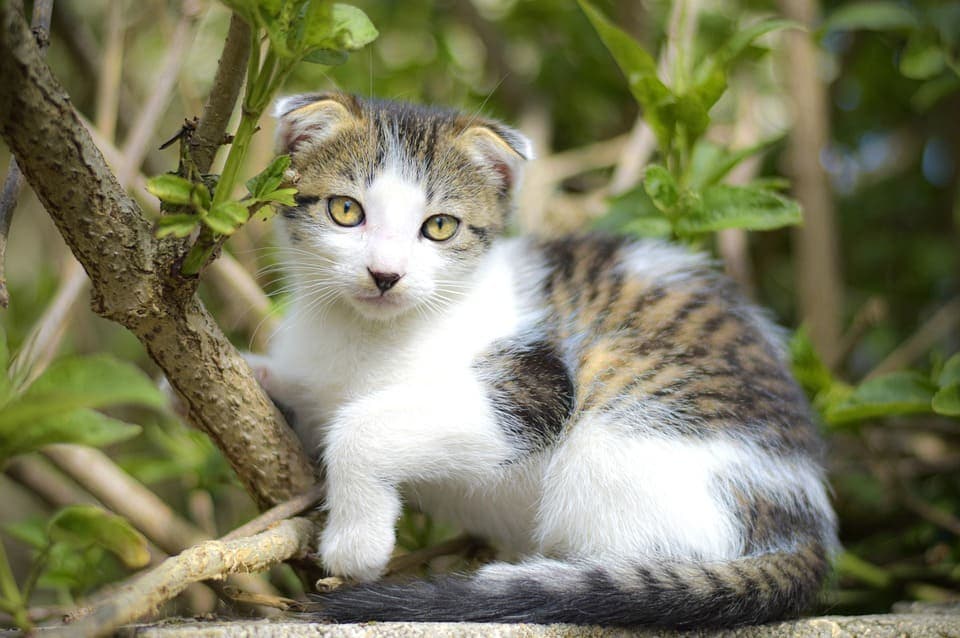 Chat qui a une oreille qui tombe : Pourquoi et que faire ?