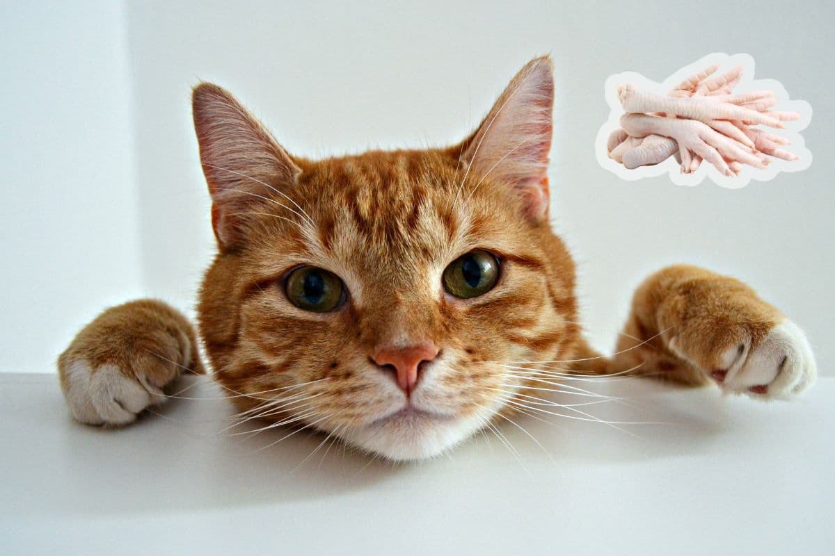 Pattes de poulet pour chats : un expert révèle leurs bienfaits insoupçonnés !