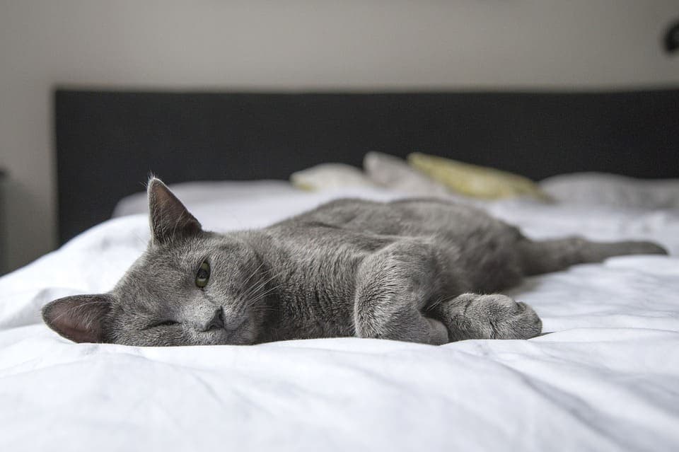 Chat qui fait pipi sur le lit : Comprendre et agir