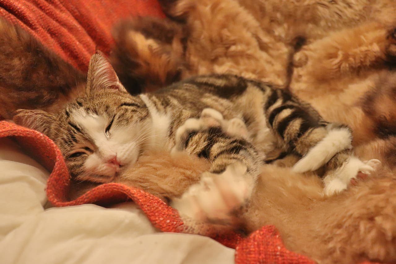 Chat qui pleure: Comprendre les causes et agir