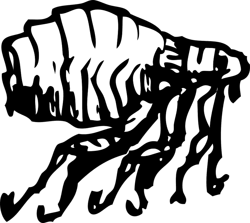 Chat allergique aux puces : Le guide complet