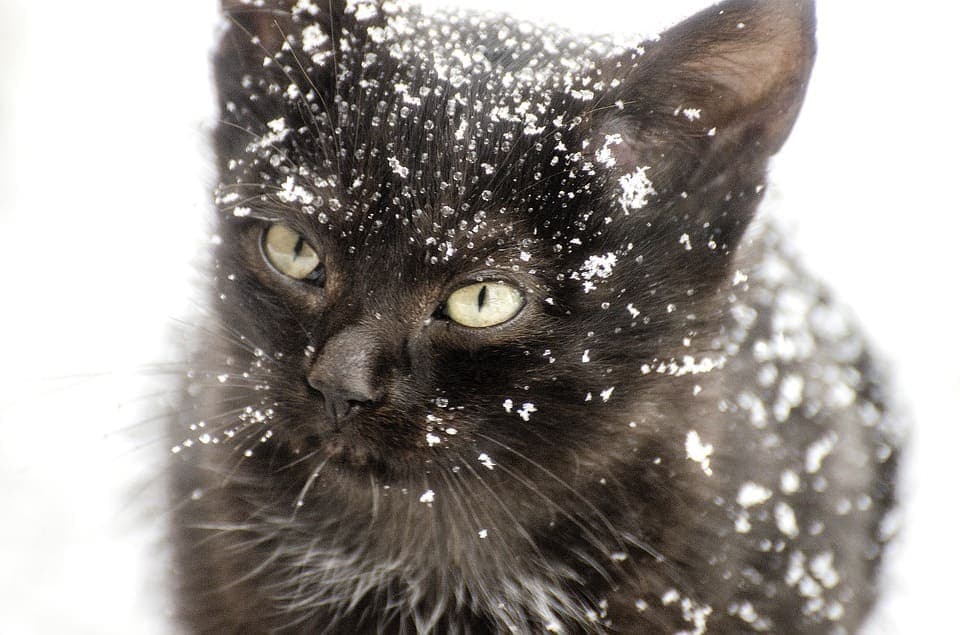 Chat qui a froid : Comprendre et agir