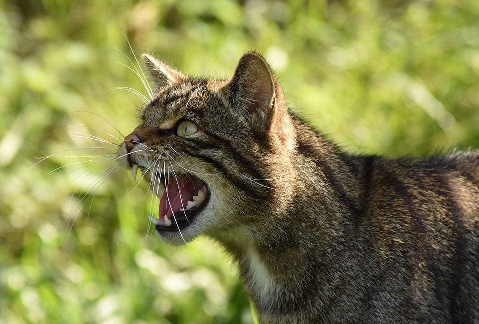 Inflammation de l’anus du chat : Pourquoi et que faire ?