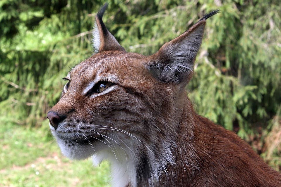 Chat qui ressemble a un lynx : Les races et tout ce qu’il faut savoir