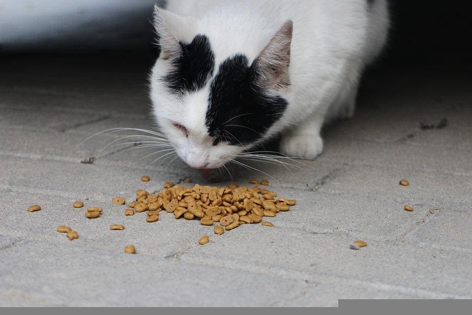 Mon chat vomit ses croquettes non digérées : Pourquoi et que faire ?