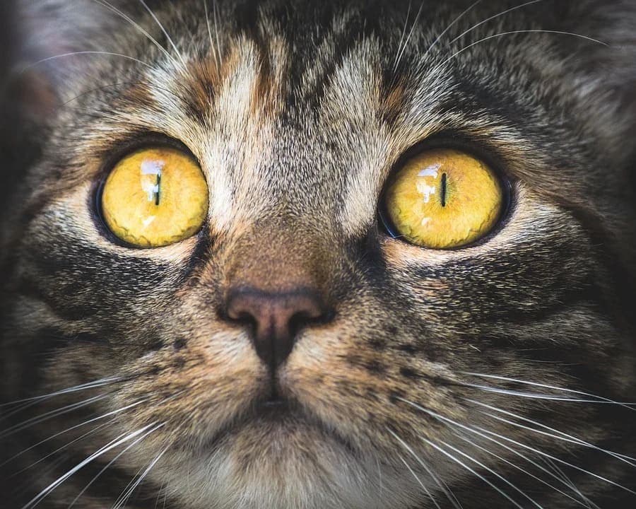 Chat qui a les yeux qui coulent jaune : Pourquoi et que faire ?