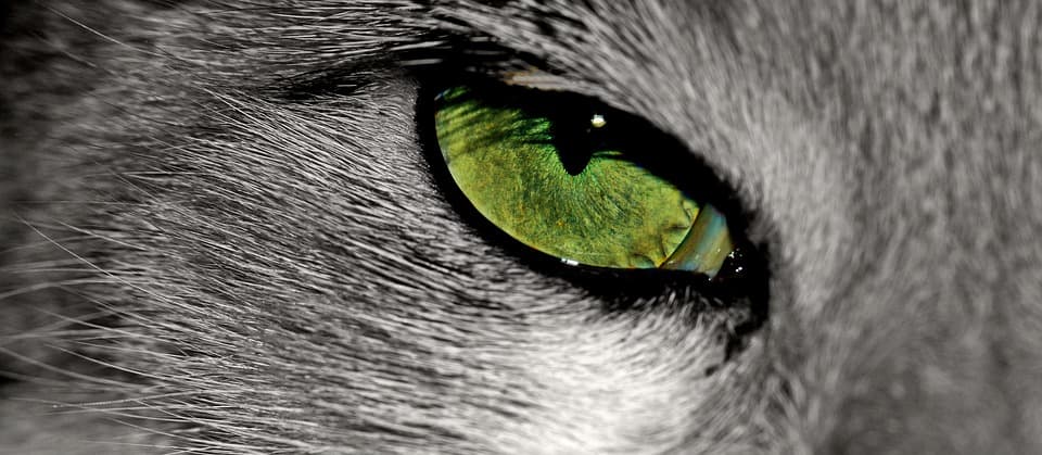 Chat aux yeux verts : Tout ce qu’il faut savoir