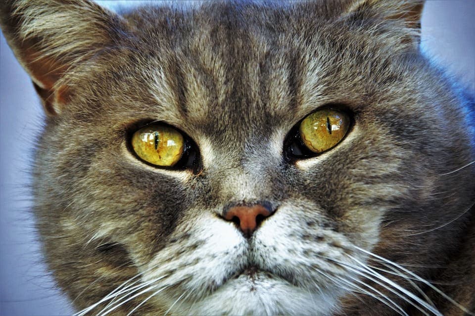 Chat aux yeux jaunes : Tout ce qu’il faut savoir