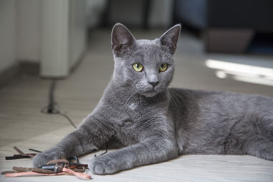 Comment habituer un chat à une nouvelle maison ?