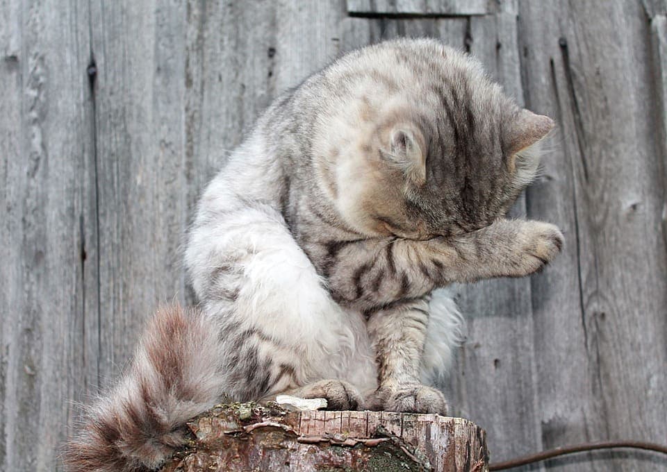 Comment laver un chat sans eau ?