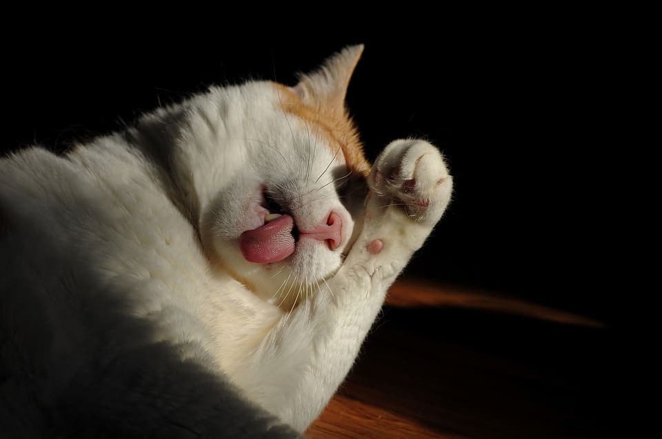 Comment laver un chat?