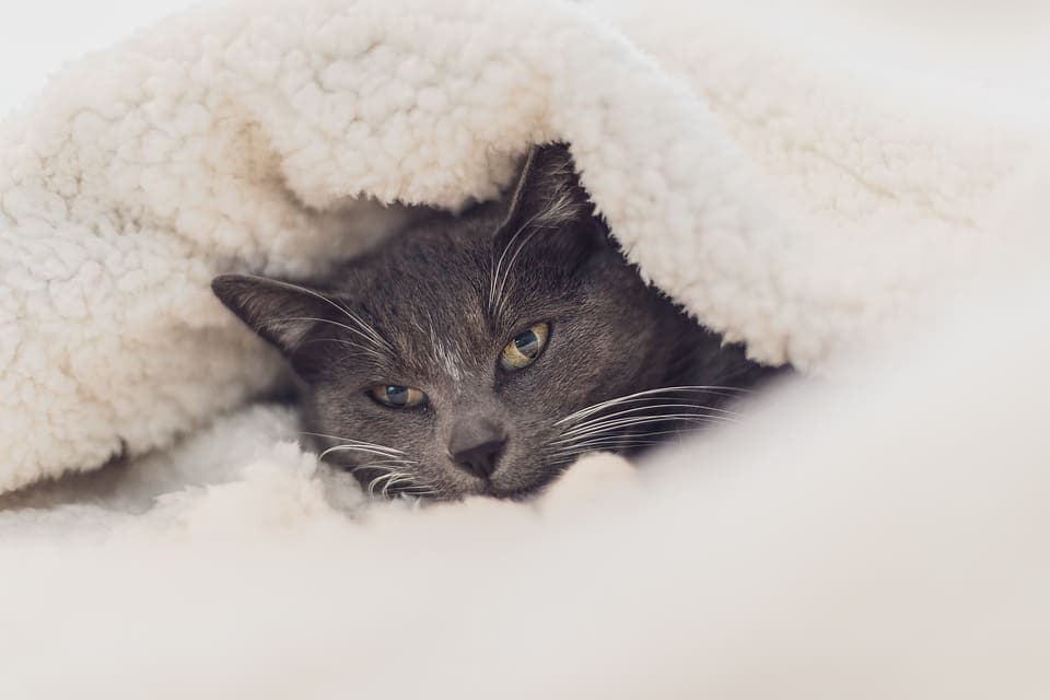 Comment savoir si un chat à froid ?