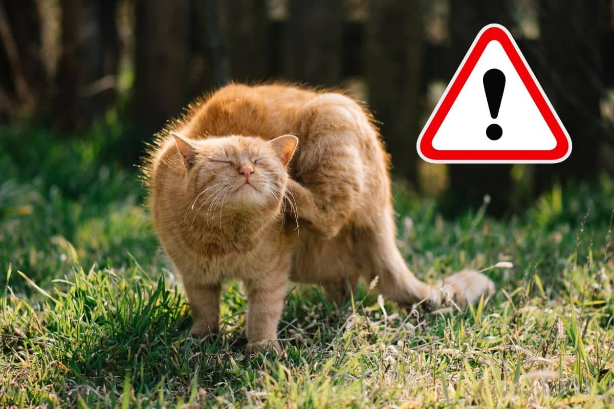 Été en plein air pour votre chat ? Méfiez-vous de ces 5 dangers potentiels !