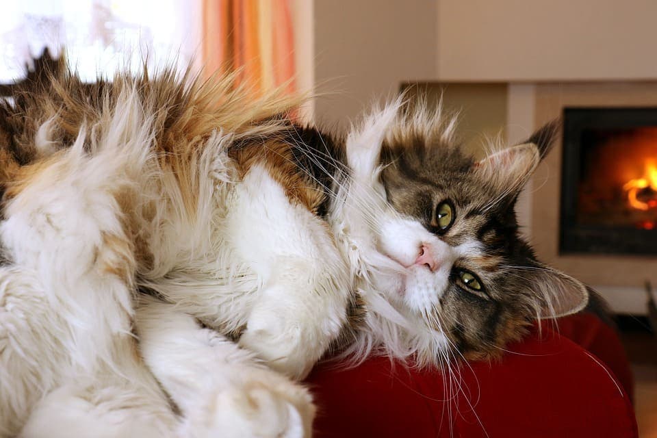 Durée de vie du Maine Coon : La moyenne et comment l’augmenter ?                       
