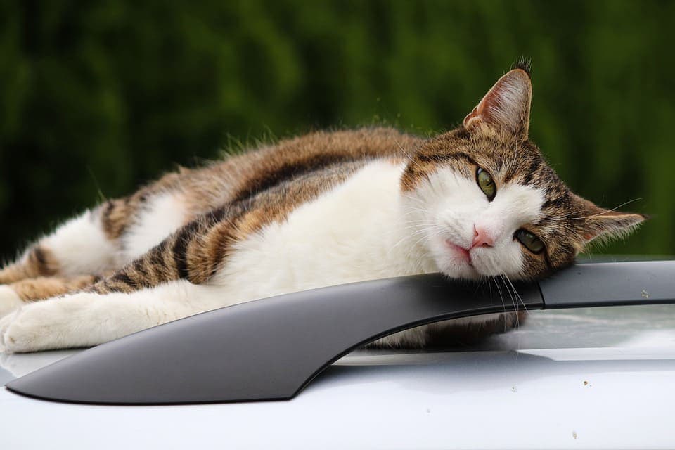Comment emmener son chat en vacances en voiture ?