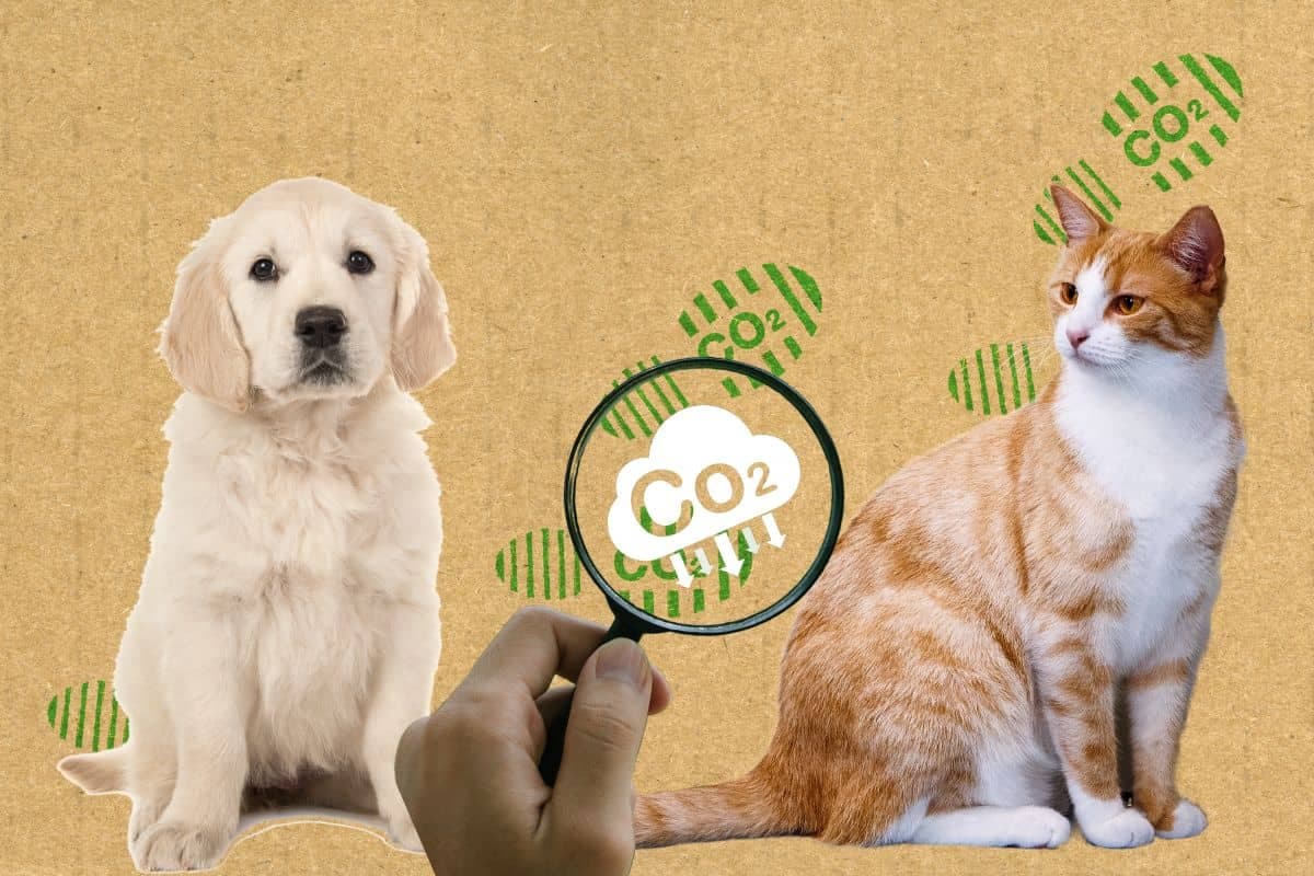 Calculez et réduisez l’empreinte carbone de votre chat ou chien : 8 conseils pratiques !