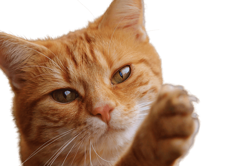 Infection d’une griffe du chat : Pourquoi et que faire ?