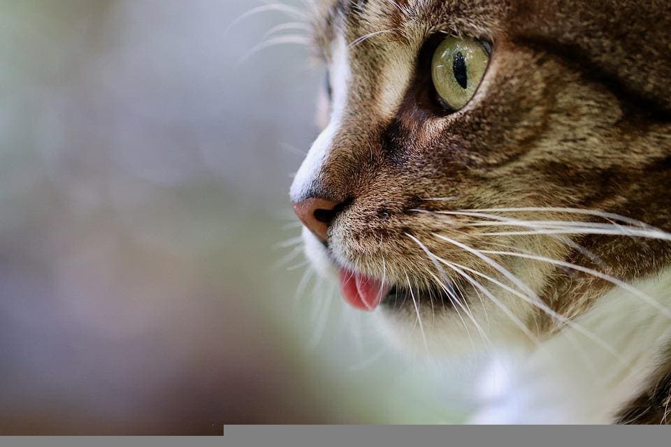 Infection des lèvres du chat : Pourquoi et que faire ?