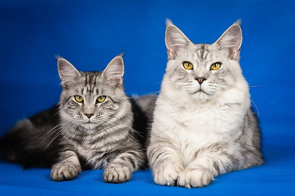 Maine Coon : Tout ce qu’il faut savoir sur cette énorme boule de poils