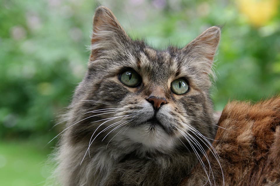Le Maine Coon est-il hypoallergénique ?