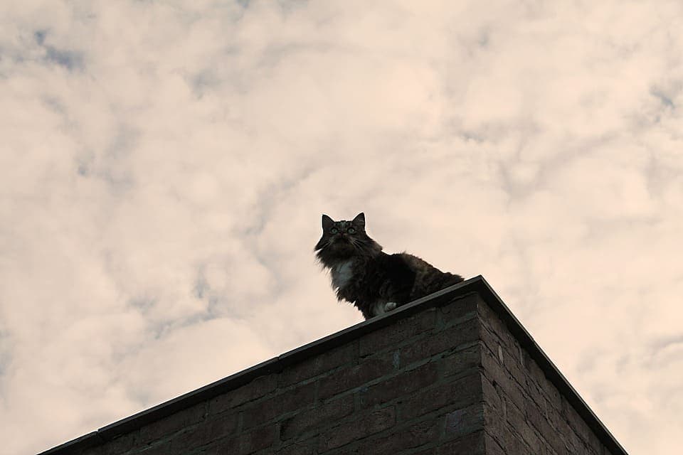 Maine Coon Black Smoke : Tout ce qu’il faut savoir