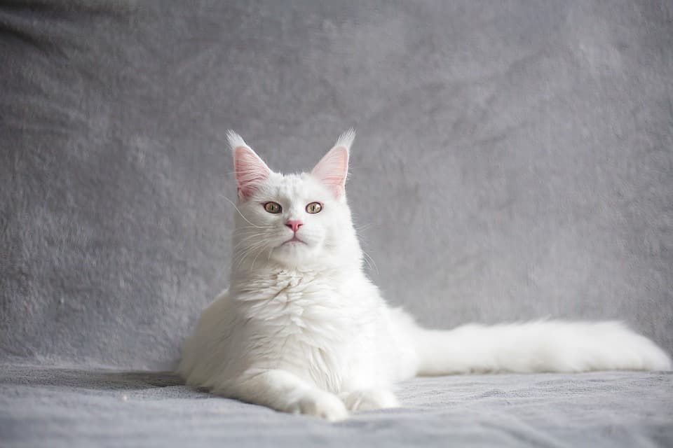 Maine Coon blanc : Tout ce qu’il faut savoir