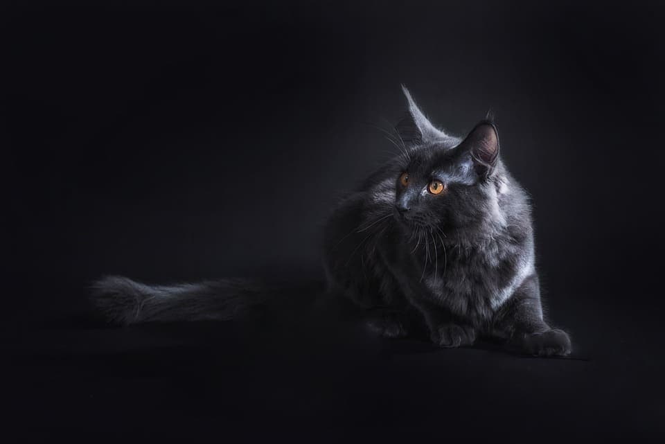 Maine Coon Blue Smoke : Tout ce qu’il faut savoir