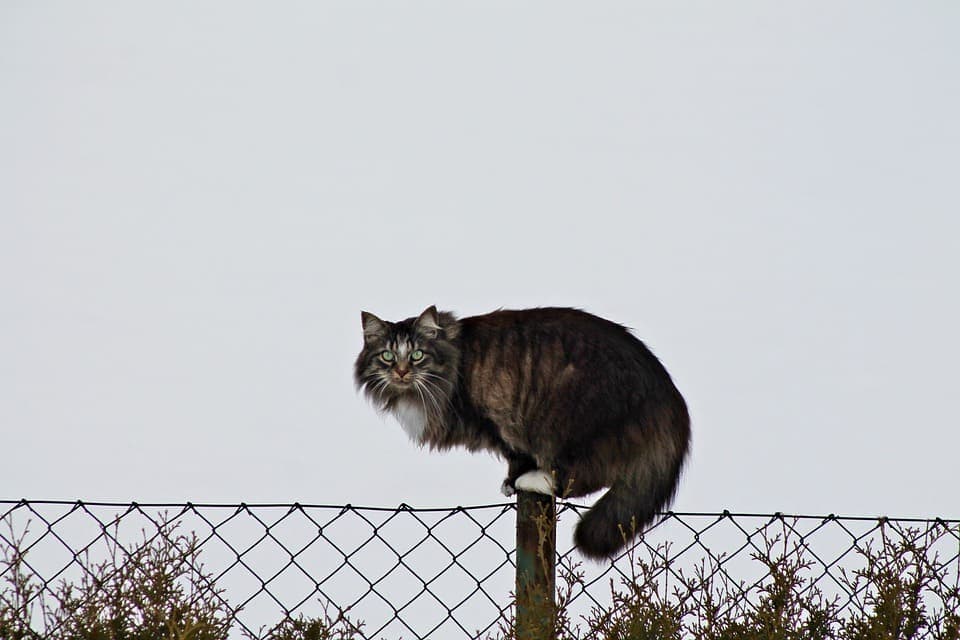 Maine Coon Brown Blotched Tabby et Blanc : Tout ce qu’il faut savoir