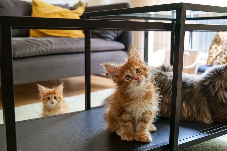 Les couleurs du Maine Coon : Tout ce qu’il faut savoir