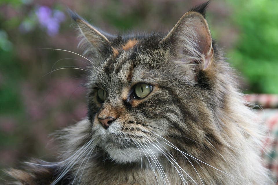 Maine Coon écaille de tortue : Tout ce qu’il faut savoir