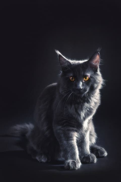 Maine Coon Gris : Tout ce qu’il faut savoir