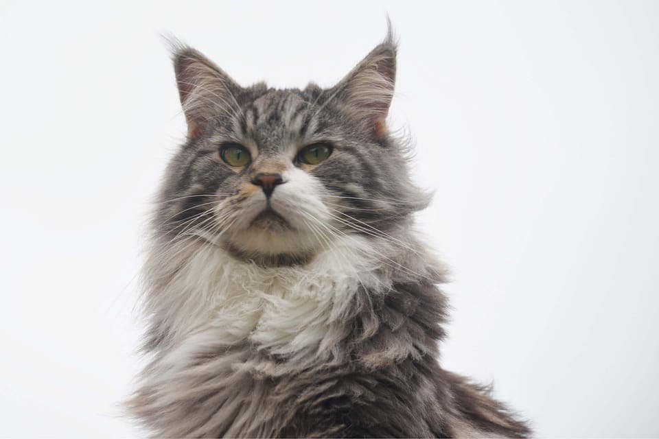 Maine Coon Mâle : Tout ce qu’il faut savoir