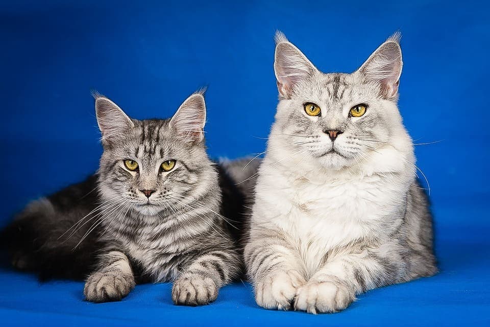 Maine Coon mâle ou femelle : Tout ce qu’il faut savoir