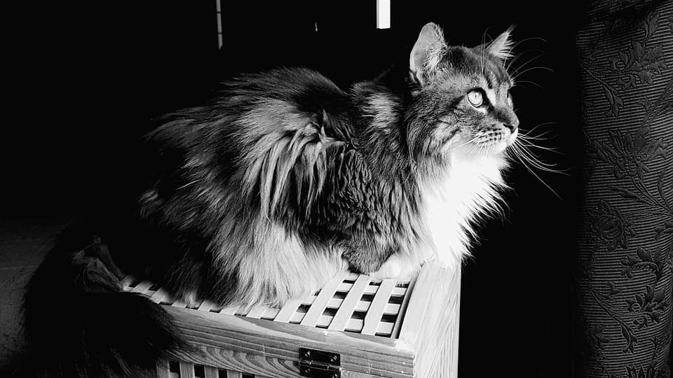 Maine Coon noir et blanc : Tout ce qu’il faut savoir